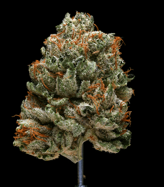 Platinum Bubba Kush