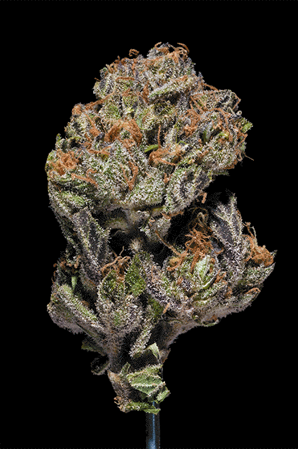 Platinum Cookies