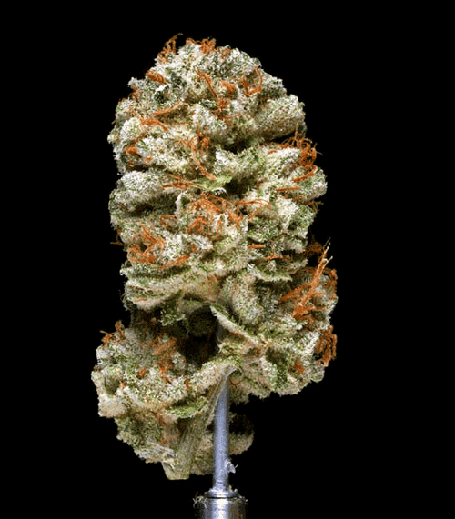 Bubba Kush