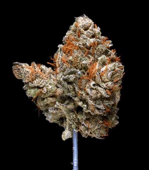 Hindu Kush