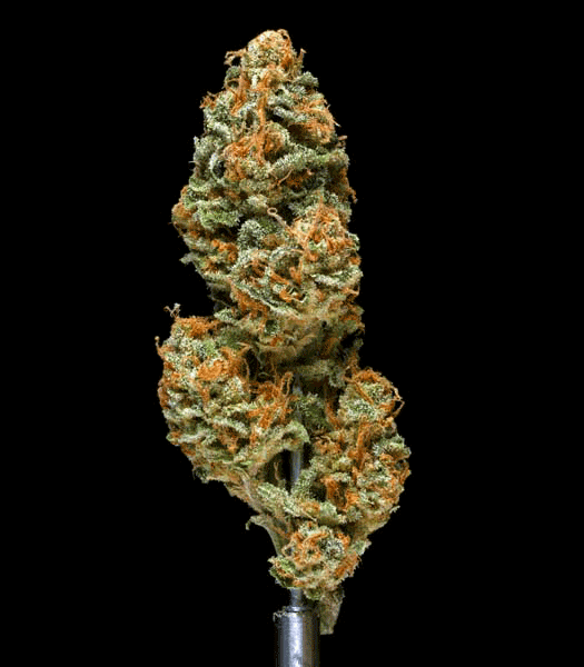 Mango Haze