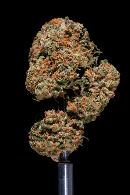 Purple Dream