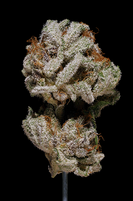 Solo OG