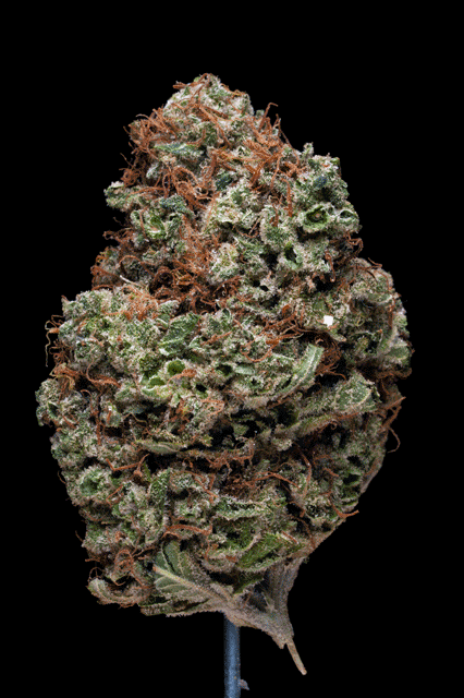 Sour Ape
