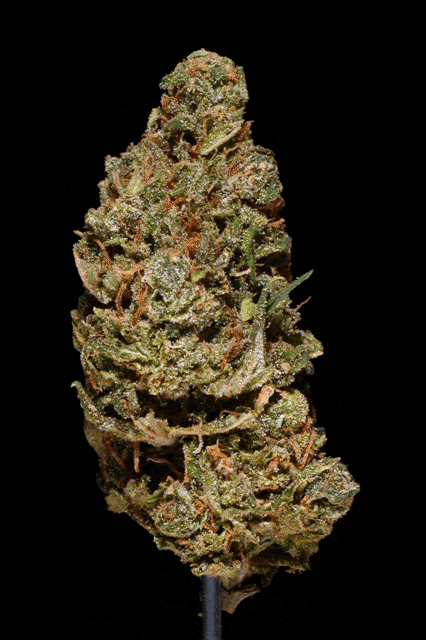 Sour Jack